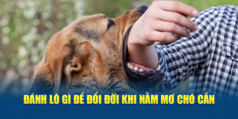 Đánh lô gì để đổi đời khi nằm mơ chó cắn