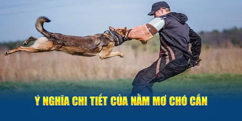 Ý nghĩa chi tiết của nằm mơ chó cắn 